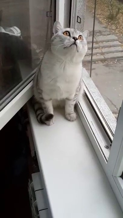 This cat just saw a ghost! or it simply has great resolve.