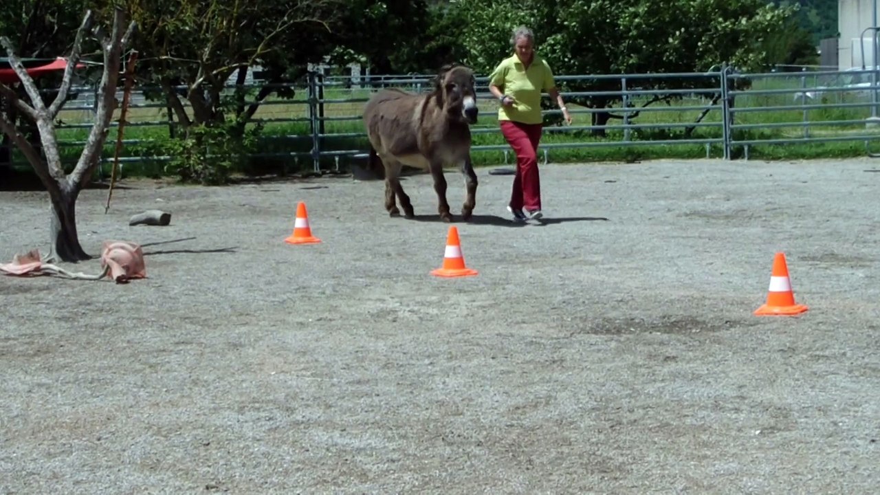 Défi transitions Pipo