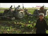 Opium Poppy Crisis: Eradication of Afghan Farmers (May 06)