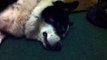 Samoyed x Border Collie - Sleeping - Smiling - Snoring - Funny Dog - HD 720p