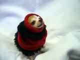 Josie the teacup Chihuahua @ Christmas Card photo shoot, aka: baby seal