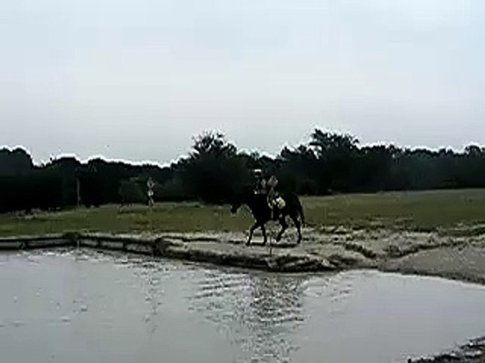 horses.