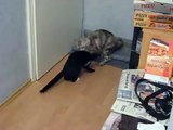 CAT FIGHT- maine coon vs. kitten - no the coonie is screaming that loud XD