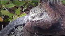 Top Documentary Films ANIMALS OF THE GALAPAGOS ISLANDS HD