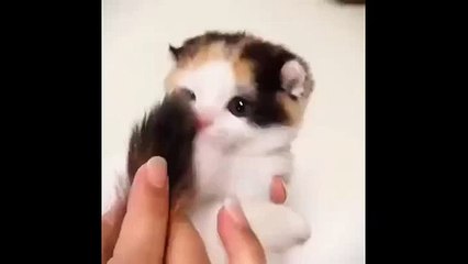 lindo gato bebe mordiendo su cola