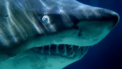 Shark Attacks In North Carolina Leave Two Teens Severely Injured