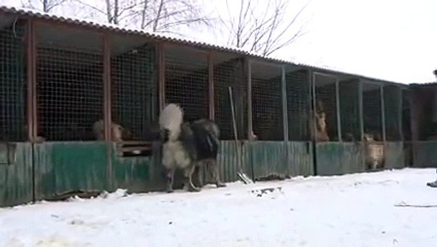 Kafkas Çoban Köpek Çiftliğinin Dev Köpekleri