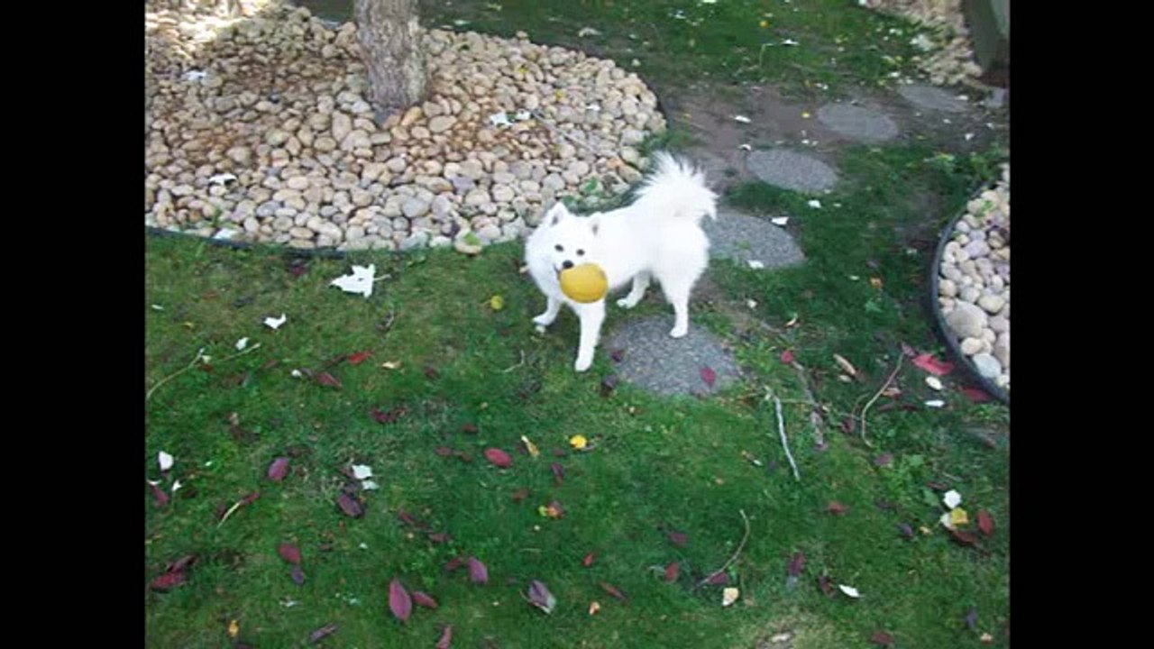 american Eskimo at -30