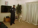 6 Mths Old White German Shepherd Puppy Demonstrates Off-Leash Obedient Training by FACW K9 Training