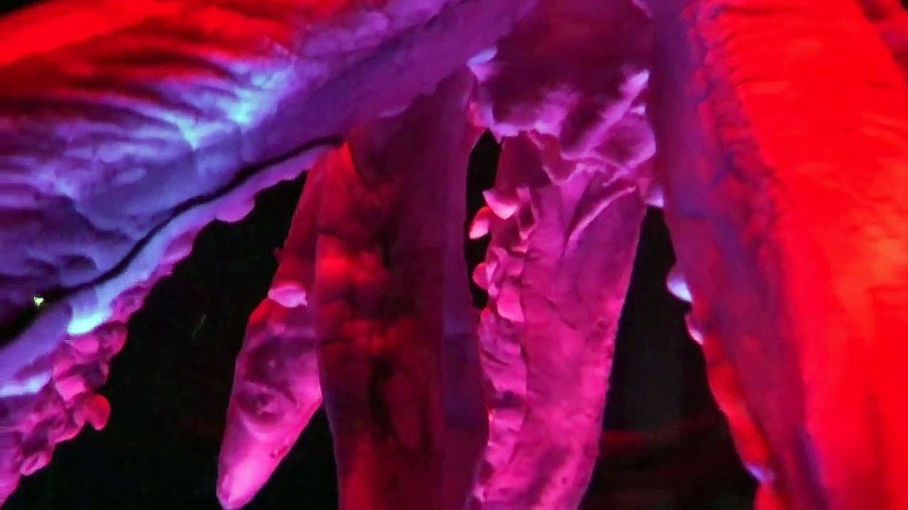Riesenkalmar - Riesenkrake - Architeuthis dux - Giant squid  octopus