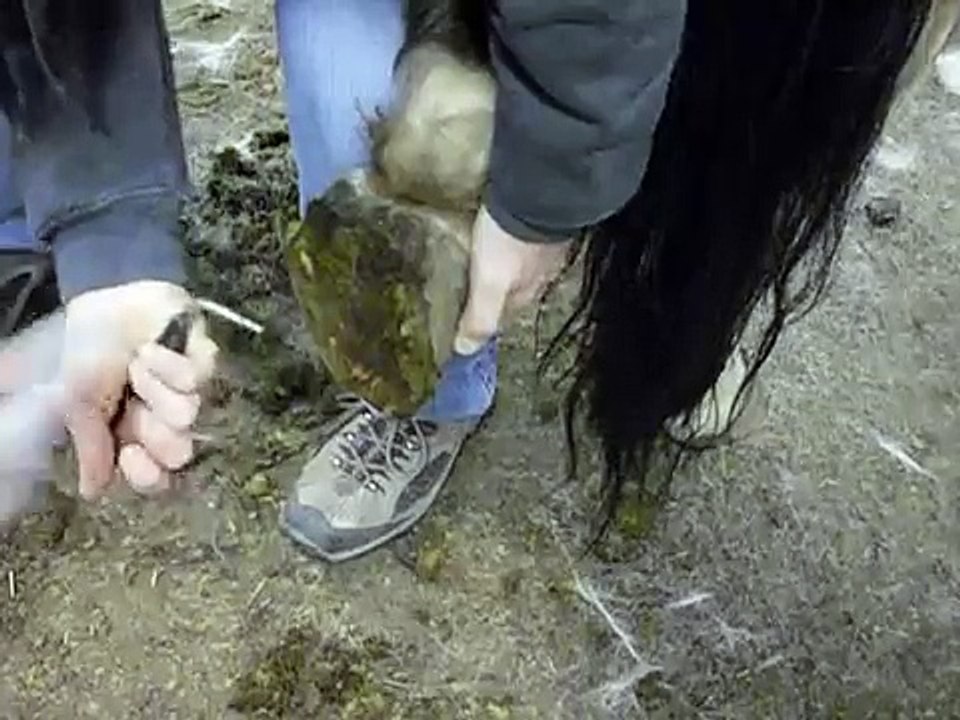 Using Clorox bleach on the frog in a horse's hoof to prevent Thrush