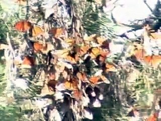 monarch butterflies music by dan grigor
