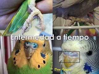 Tratamiento contra los acaros en periquitos