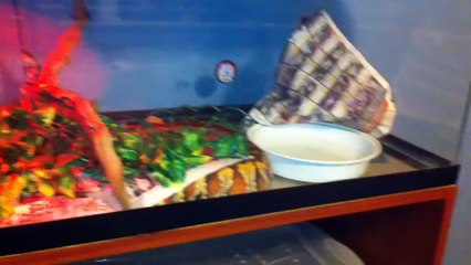 Baby Boa Constrictors Eating Rats Pt. 1