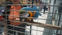 Papagalul Pako (Ara Ararauna) la Pet Shop Aqua & Zoo Brasov