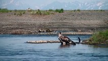 Juvenile Bald Eagle - Ninilchik, Alaska