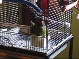 Small Parrot, Smaller Bath Tub
