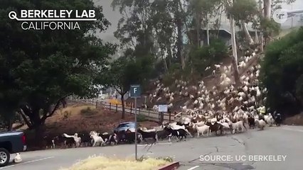 Goats Are This Year's Best Lawnmowers