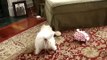 Westie puppy throws giant bone into the air