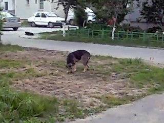 A submissive dog is not necessarily a fearful one (LEARN TO SPEAK DOG III)