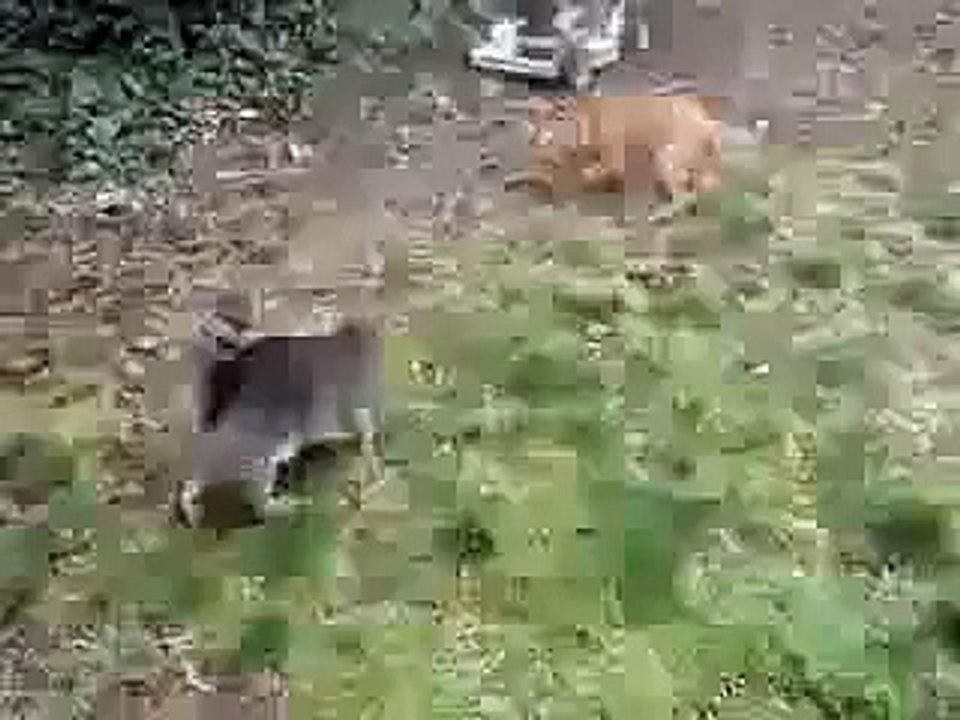 Big Kitty!