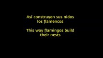 Flamencos albañiles - Bricklayers flamingos