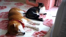 寝起きの柴犬ひかりと猫ミルキー　Shiba Inu and Cat