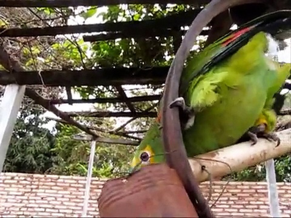 Loro que ladra, habla y se ríe como un niño