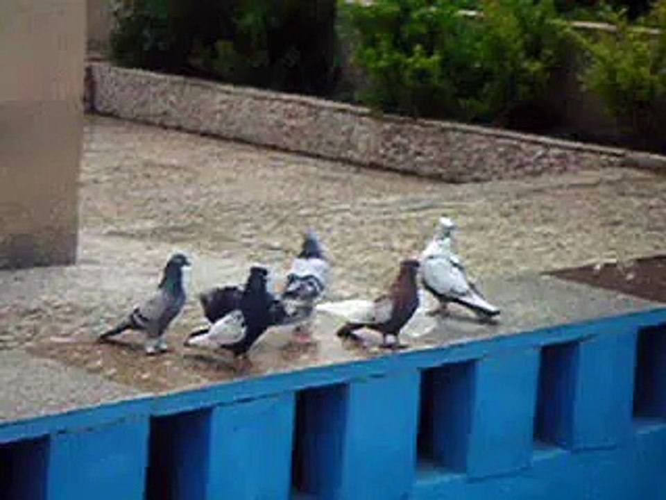 pigeons irans shiraz(kaftar shiraz)duva från shiraz