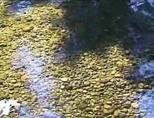 Fish Farms Bitter harvest For British Columbia P1-3Pts