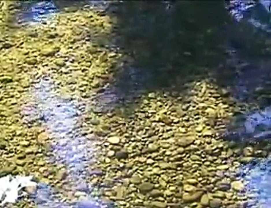 Fish Farms Bitter harvest For British Columbia P1-3Pts