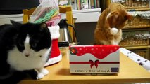 猫に初めてクリスマスケーキを食べさせてみた（ファミマ限定）『犬猫用ケーキ』-Cats eating the cakes for the first time.