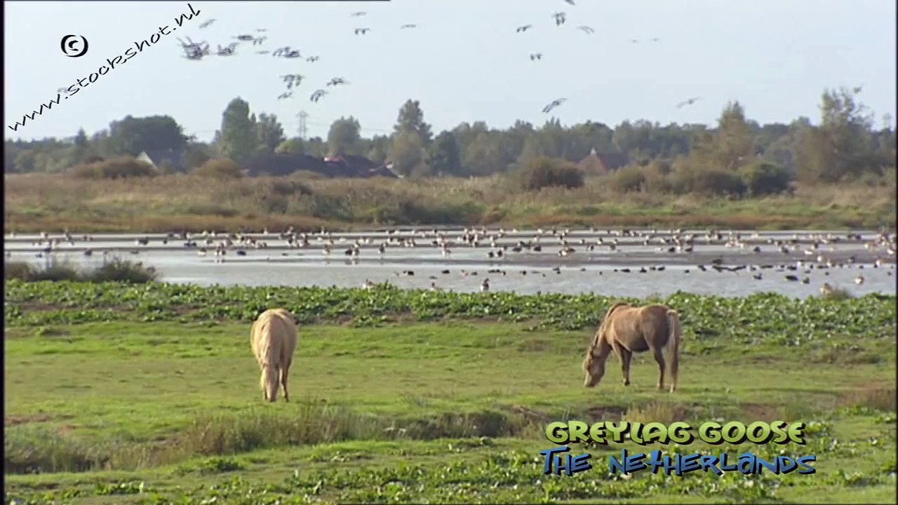 greylag goose - grauwe gans - anser anser #01
