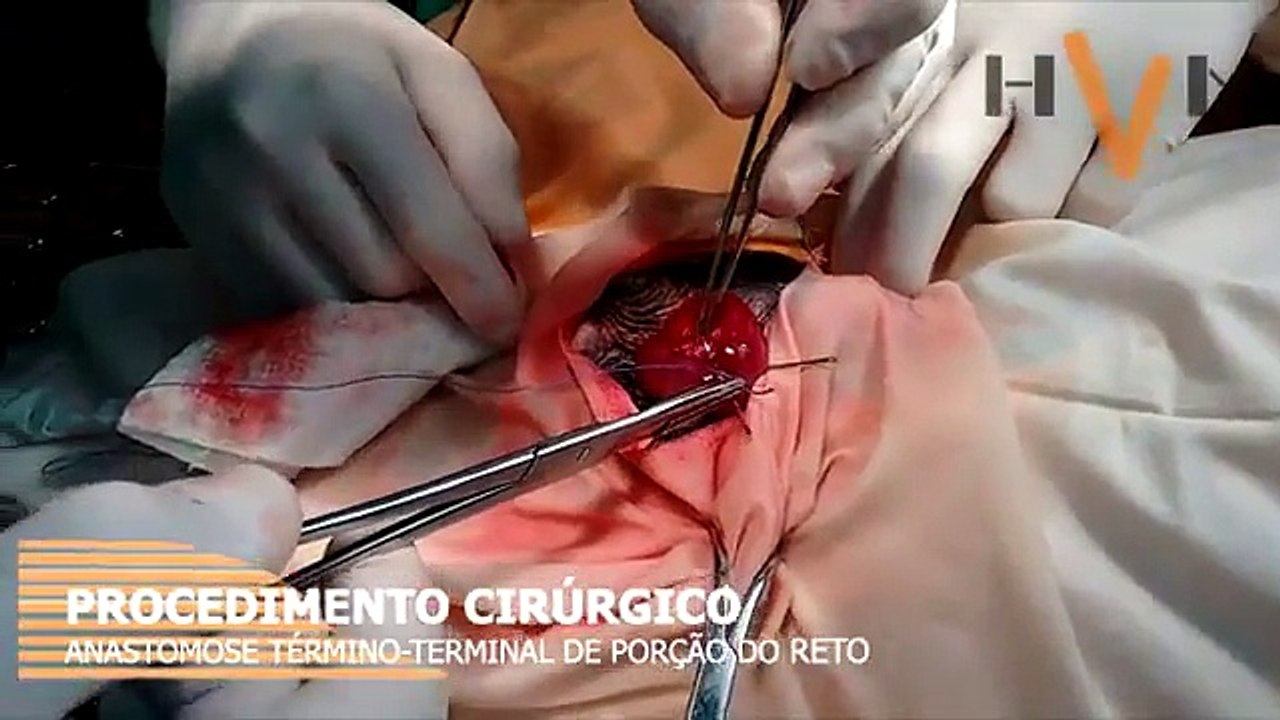 Cirurgia para correção de prolapso retal em Buldogue Francês
