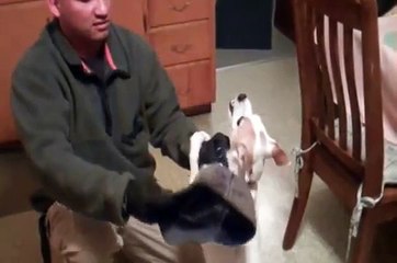 Testing Dominate Aggression Jack Russell Terrier