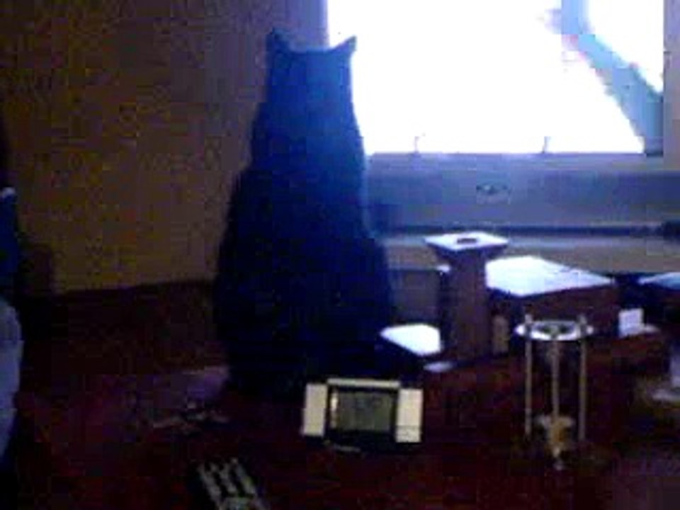 Cat loves Animal Planet