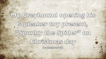 Greyhound opening christmas present squeaker toy spunky the spider