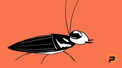 Pro Shield Pest Control Services - Dubai - 80073275