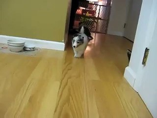 Shelties at 5 weeks!!