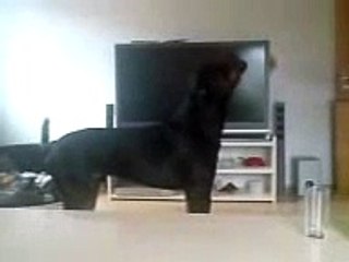 Rottweiler beim Jaulen