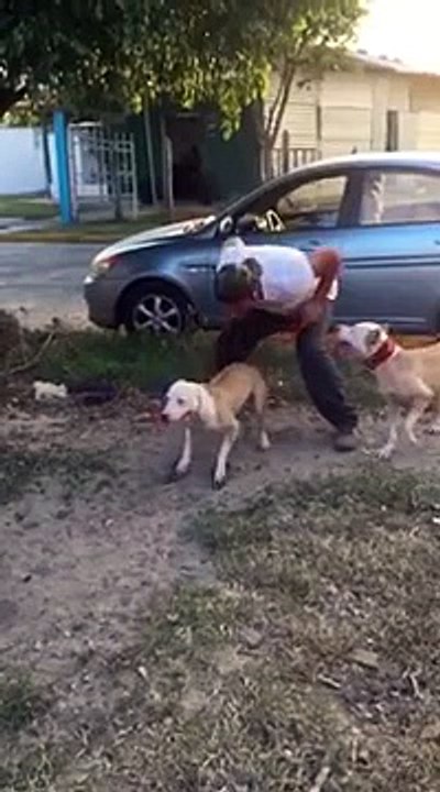 Le chien qui saute le plus haut du monde? Il atteint 3,90 mètres!