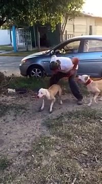 Le chien qui saute le plus haut du monde? Il atteint 3,90 mètres!