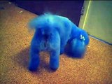 Blue Bichon Frise Dog Hartlepool