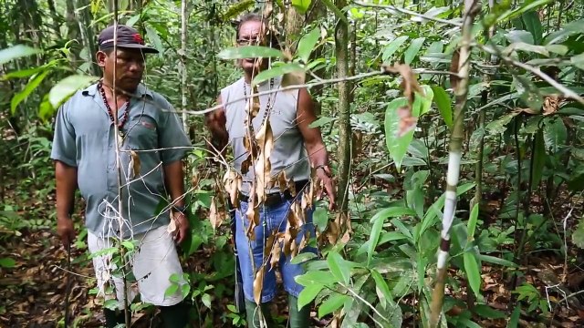 Danay Suarez - Amazonas, Iquitos, Perú