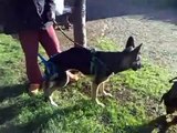 Riabilitazione-veterinaria-Ira-cane-pastore-tedesco