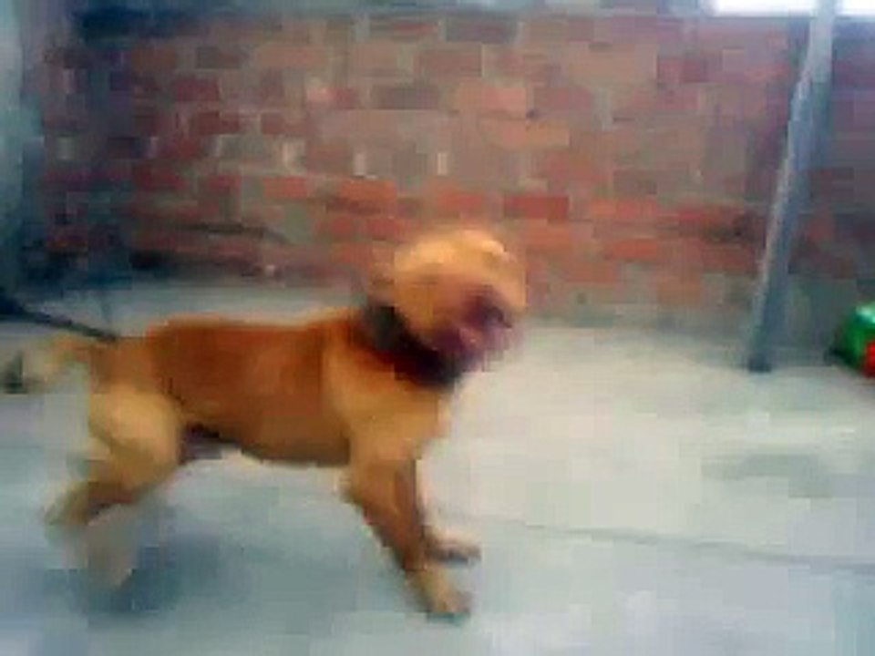 CORAJE SUR KENNELS ÑATO 1 XW