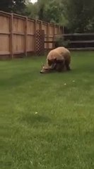 Bear attacks deer in family backyard