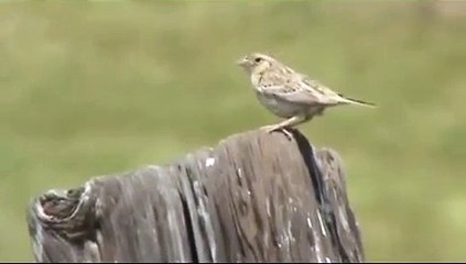 Grasshopper Sparrow - Gorrion Saltamontes