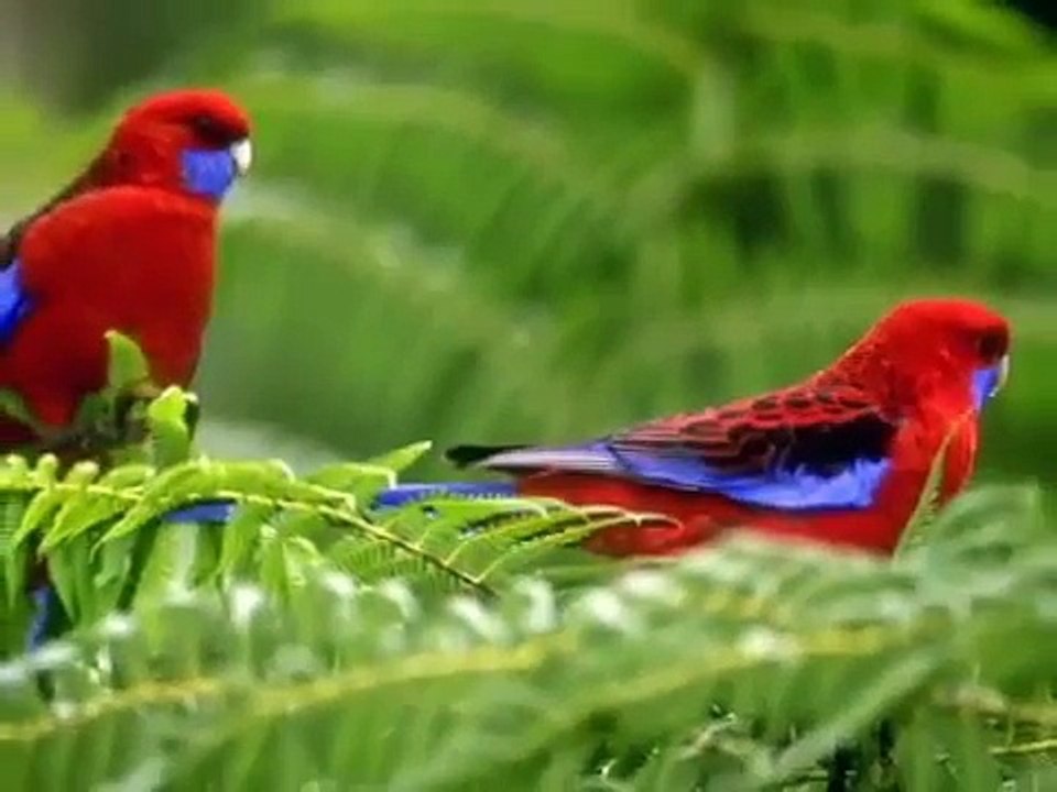 GRACIAS SEÑOR (Arturo Giraldo)