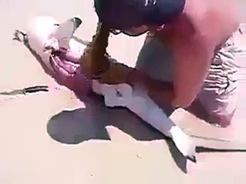 Un homme sauve quelques bébés requins d'une femelle morte échoué